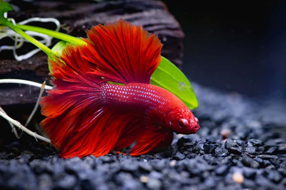 7 Fishes That Can Live With Bettas in Small Tank