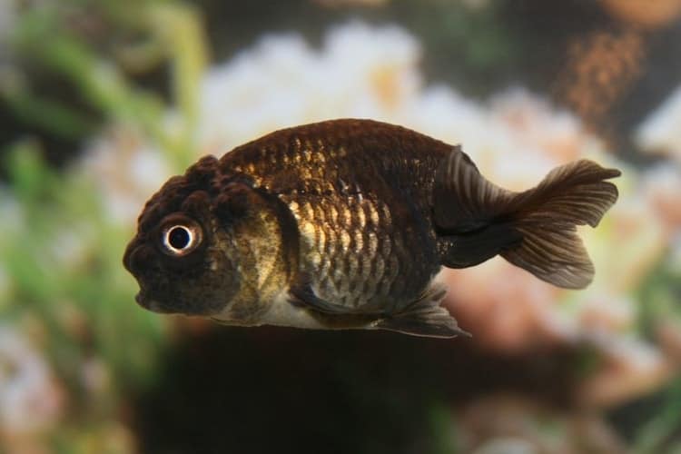 Black Lionhead Goldfish