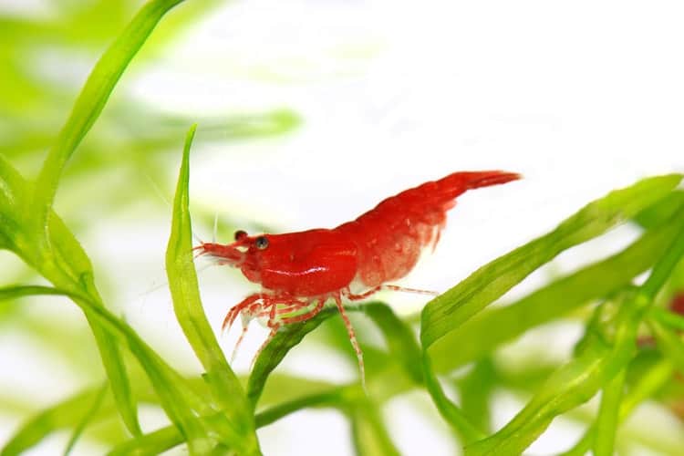 Cherry Red Shrimp