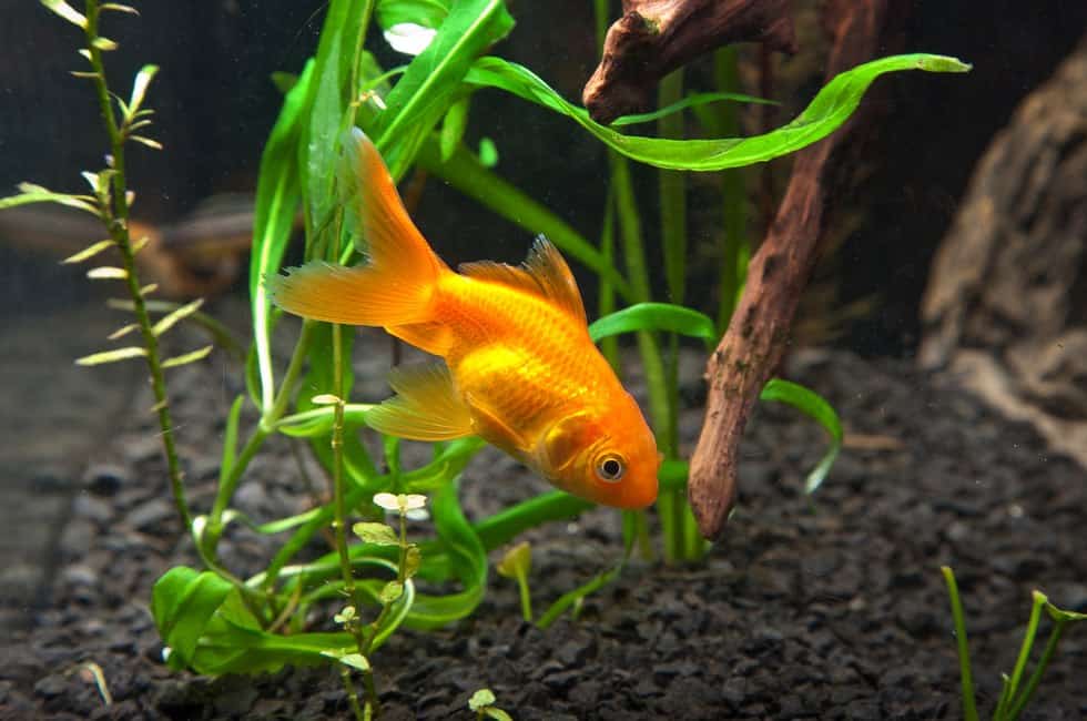 Can Goldfish Eat Tropical Fish Food? - Fish Tank Master