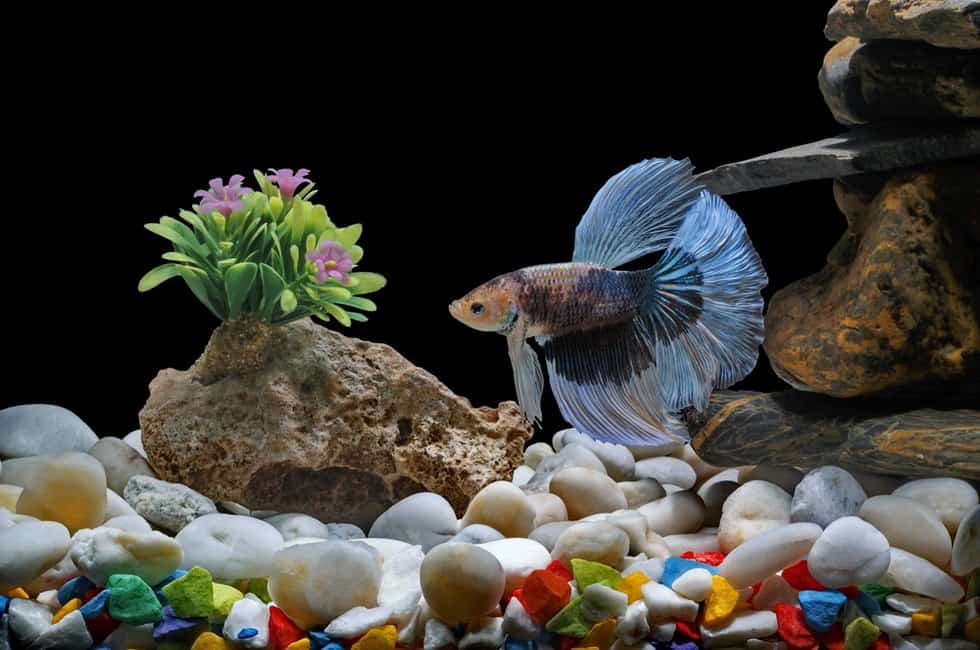 Can You Put a Betta With a Ghost Shrimp?