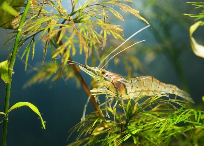 Ghost Shrimp Turning White (Causes & Cure)