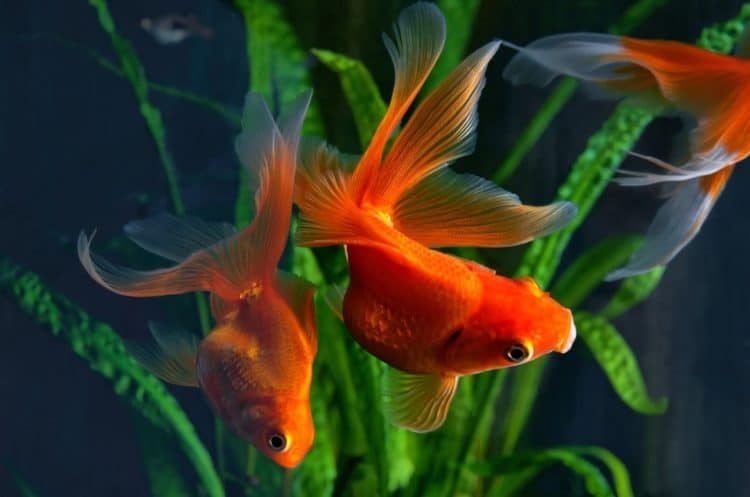 goldfish aquarium temperature
