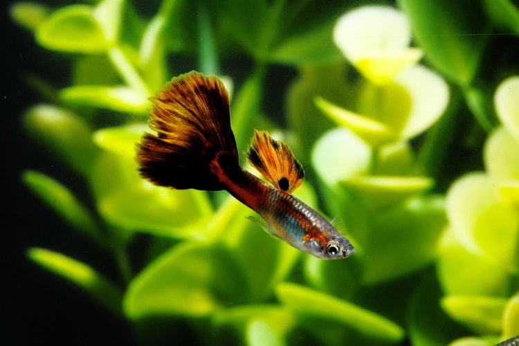 What Do Guppies Eat? (Complete Guide)
