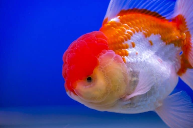 lionhead goldfish aquarium