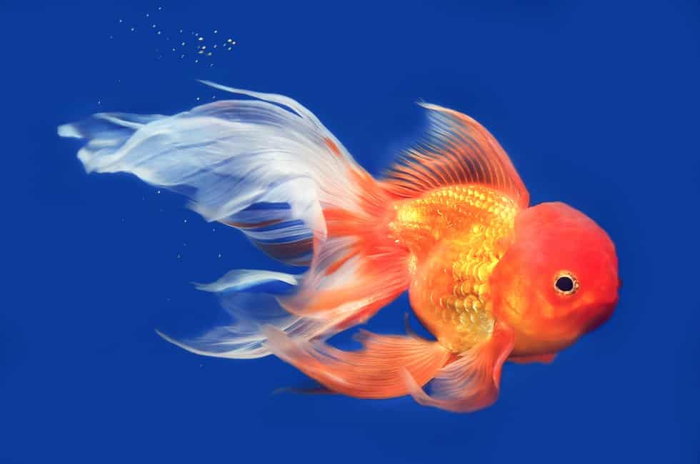 What are the Smallest Types of Goldfish?