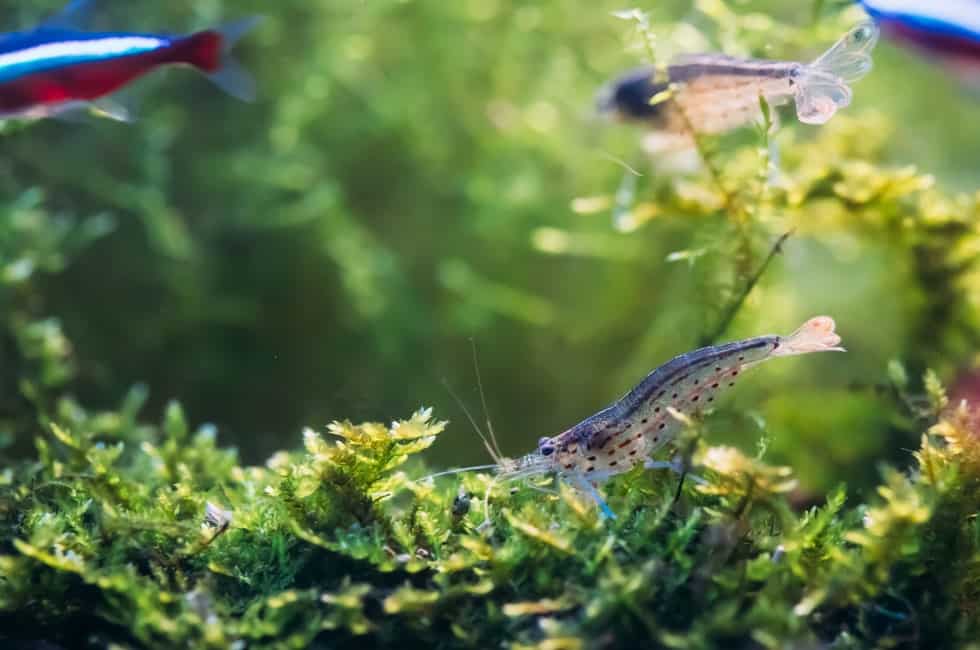 Amano Shrimp vs Ghost Shrimp: What’s the Difference?