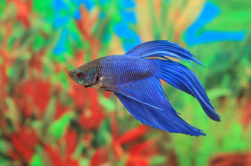 How Long Betta Fish Without Food? 