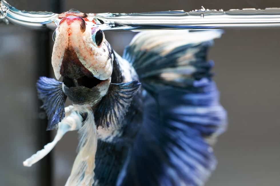 Betta Fish Not Eating (Causes & Cure)