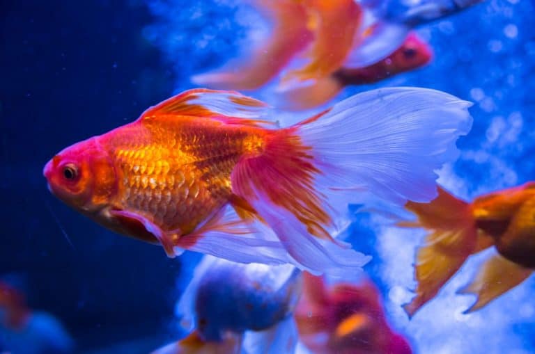 goldfish aquarium with pump