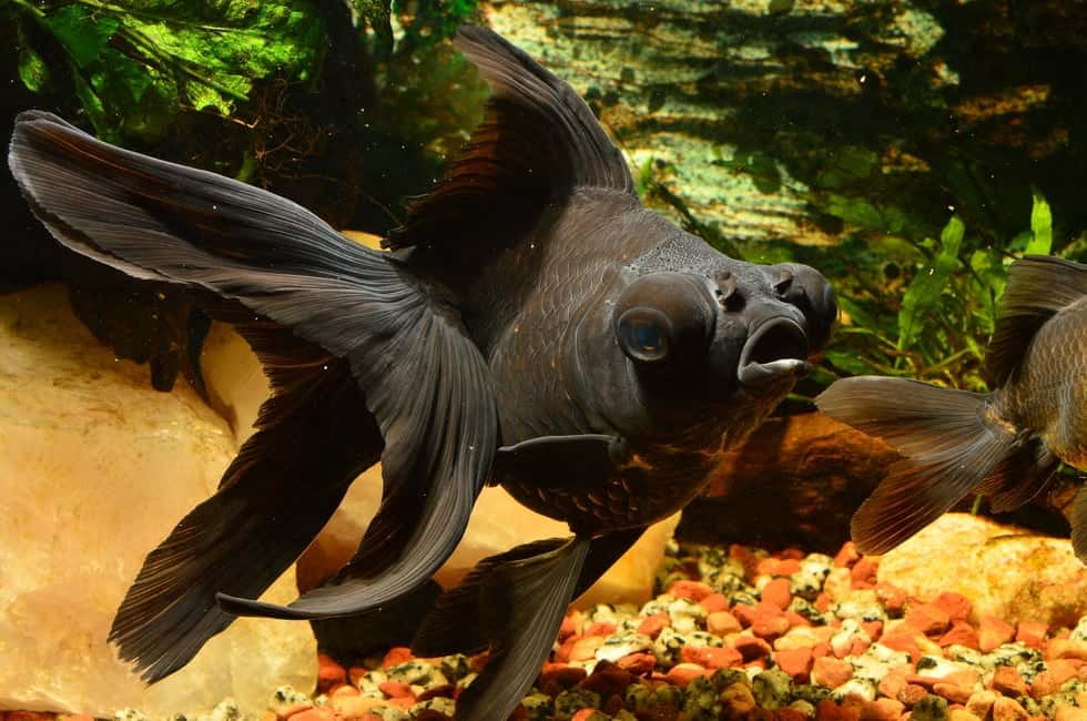 Black Moor Goldfish: Care, Lifespan and Tank Mates