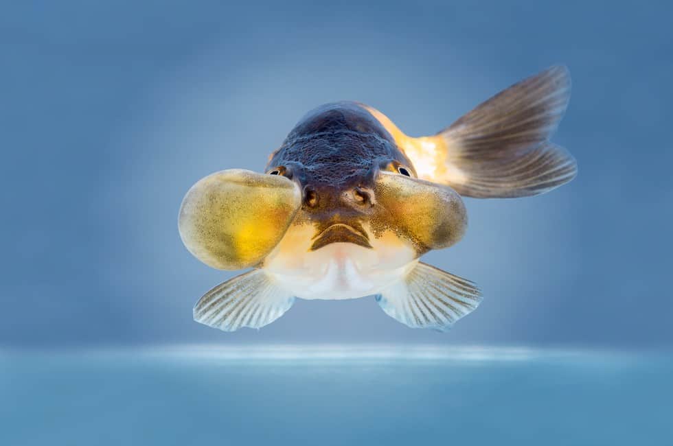 Bubble Eye Goldfish Care: All You Need to Know