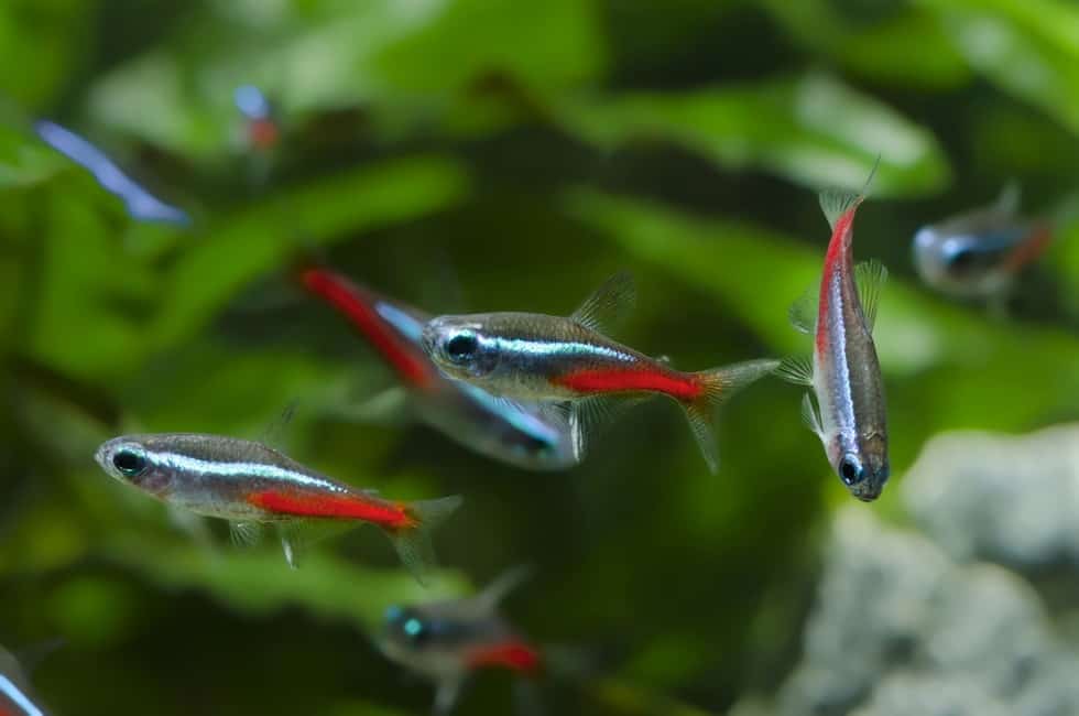 Cardinal Tetra vs Neon Tetra: What’s the Difference?