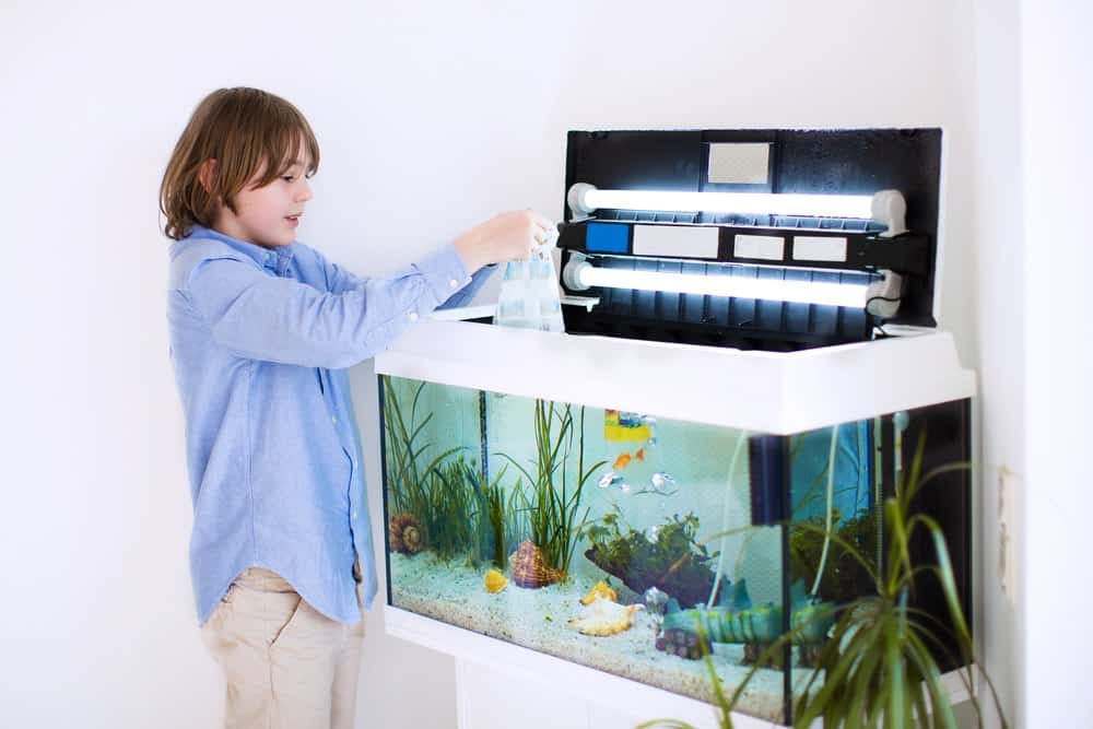 Child putting new fish in an aquarium