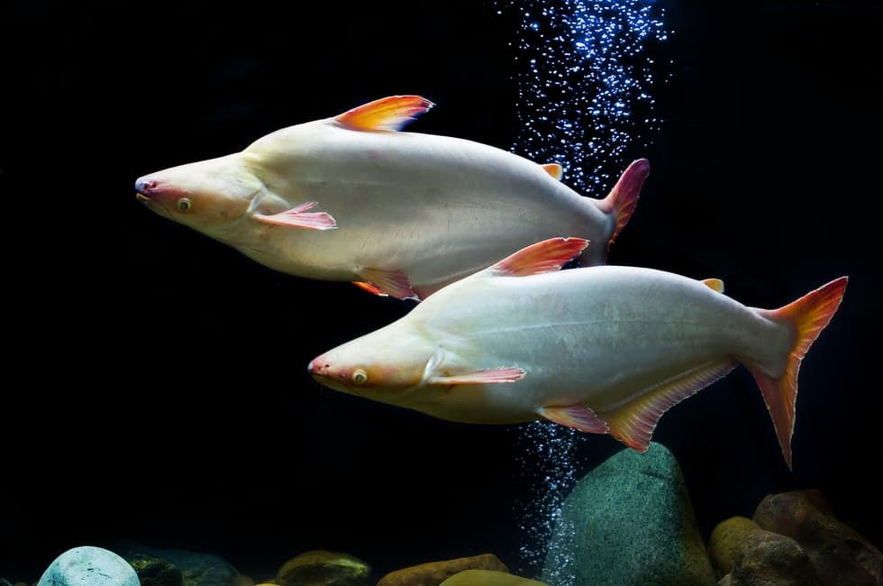 Freshwater Aquarium Sharks
