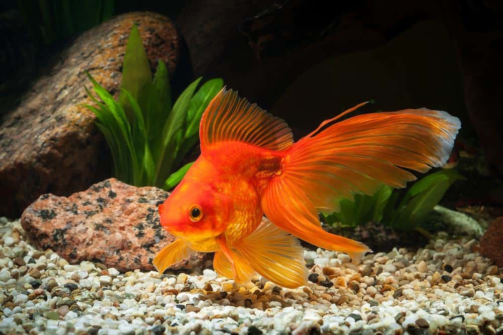 Can You Use Vinegar To Lower pH In An Aquarium?