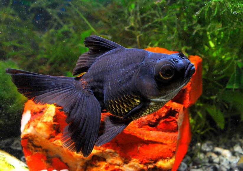 Goldfish Moor black