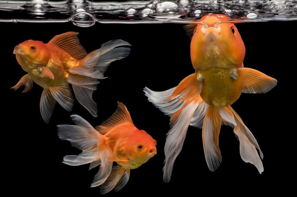 Can Goldfish Eat Bread and Lettuce? (What can they Eat?)