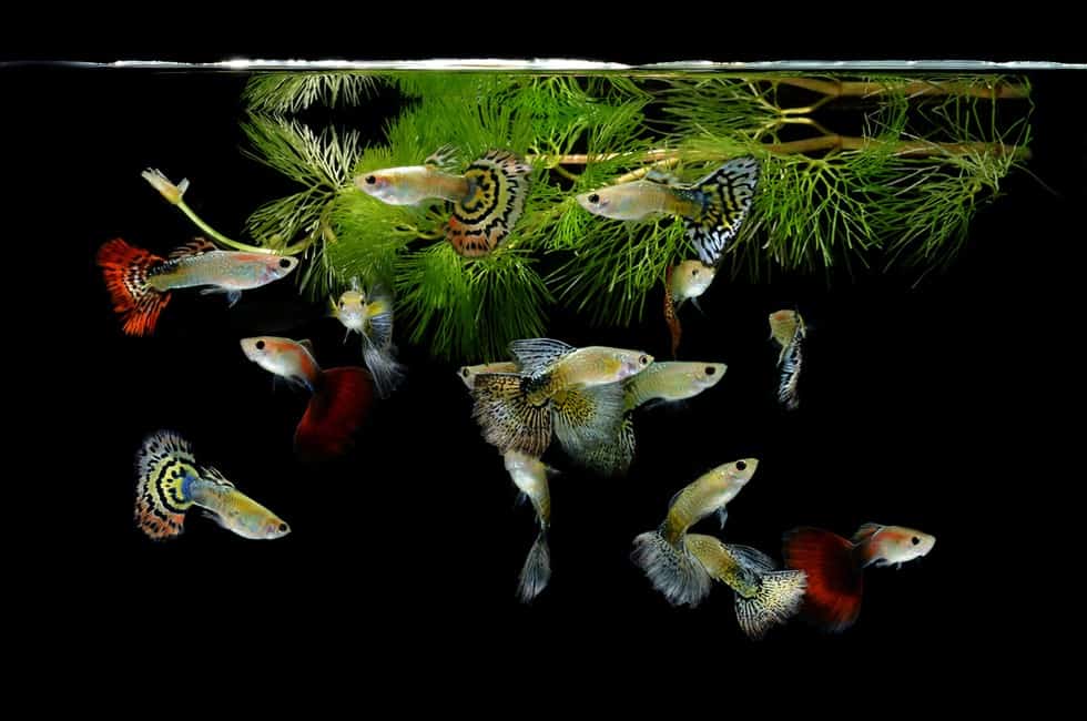 Do Guppies Need a Filter? (All you Need to Know) - Fish Tank Master