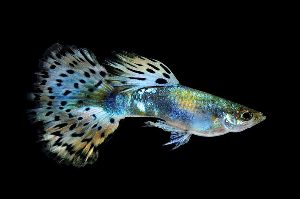 How Long do Guppies Live? (Tips for Longer Life)