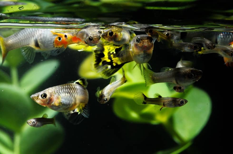 10 Easiest Freshwater Fish to Breed in Home Aquarium