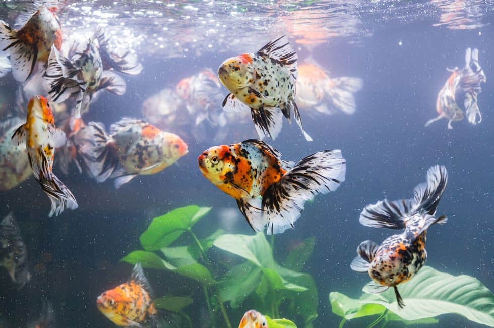 How Long Can Goldfish Live Without Food?