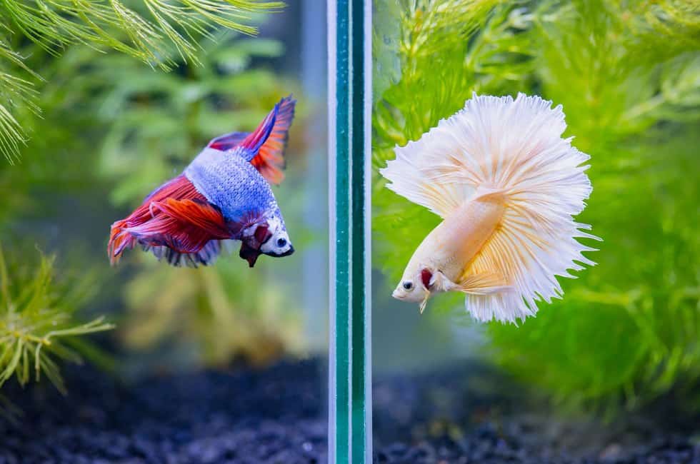 How to Clean a Betta Fish Tank (Easy Guide)