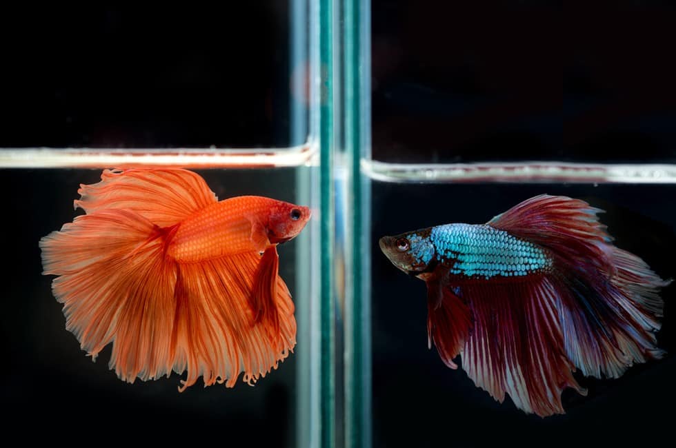 Can a Male and Female Betta Live Together?