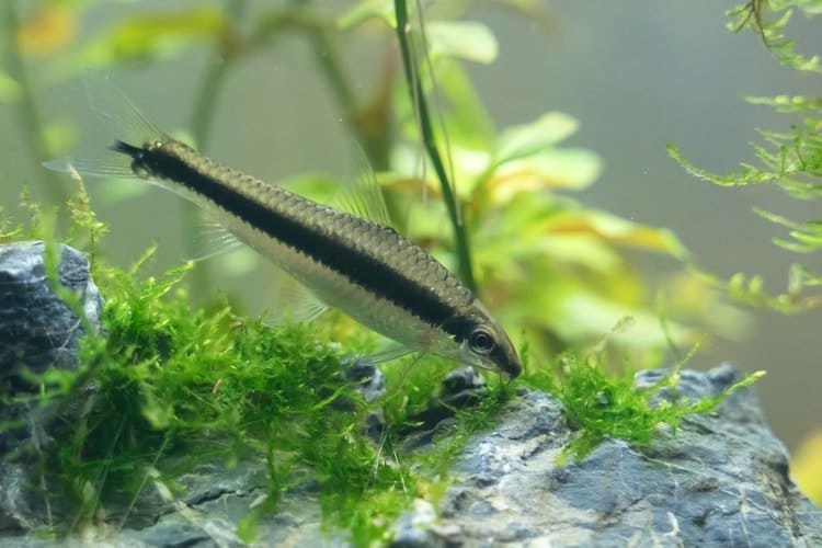 10 Best Algae Eaters For Freshwater Aquarium - Fish Tank Master
