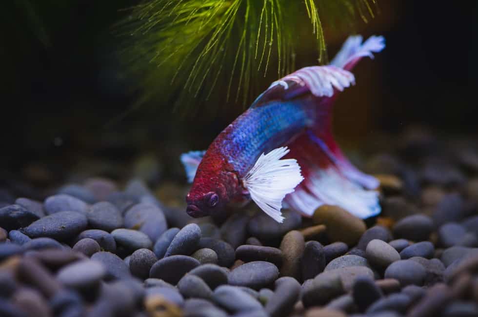 How Much Do Betta Fish Cost (With 16 Examples) - Fish Tank Master