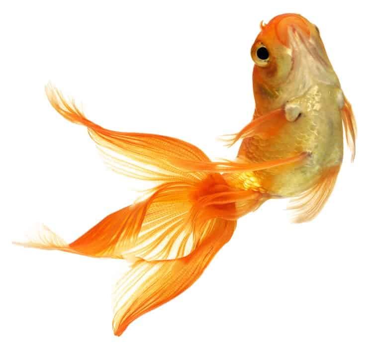 goldfish dying