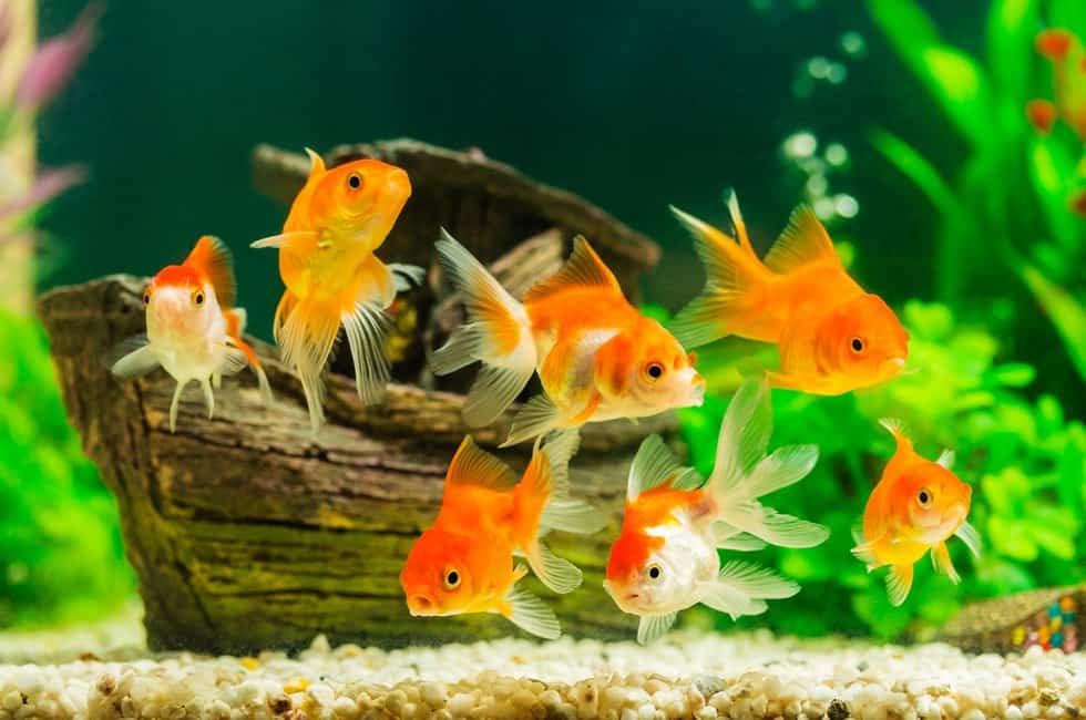 8 Tricks to Get Rid of Algae in Fish Tank Naturally