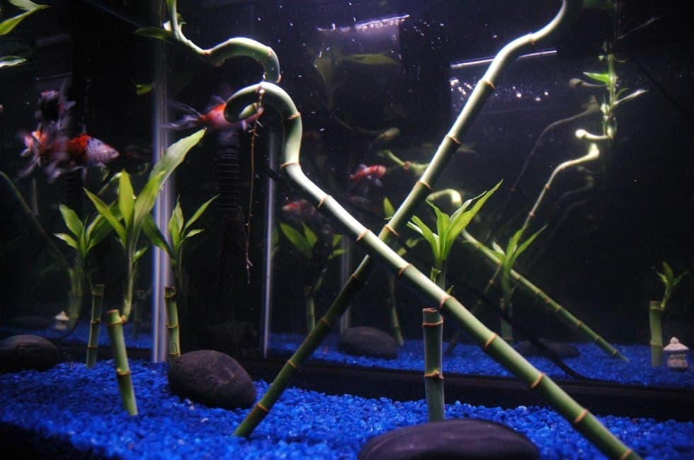Can You Put Bamboo in Aquarium? (Is It Safe For Fish?)