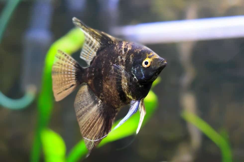What Do Angelfish Eat? (Complete Feeding Guide)