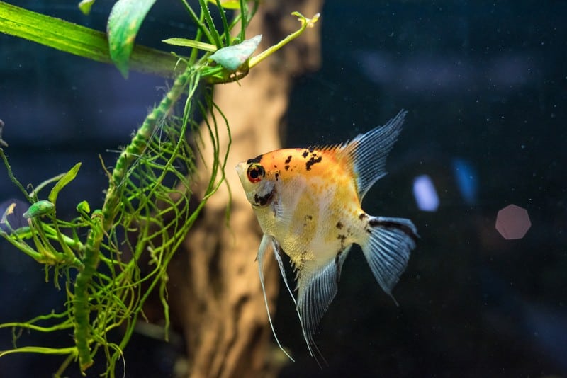 How Long Do Angelfish Live? (Angelfish Lifespan)
