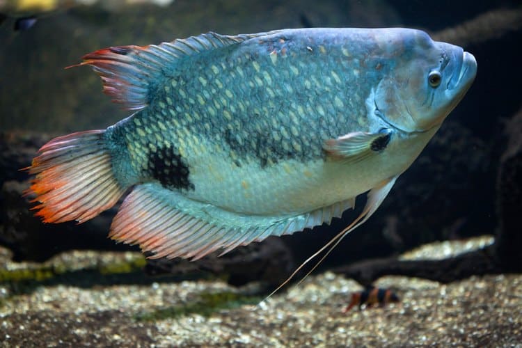 10 Most Popular Types of Gourami Fish With Some Facts