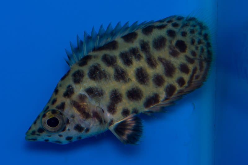 Leopard Bush Fish