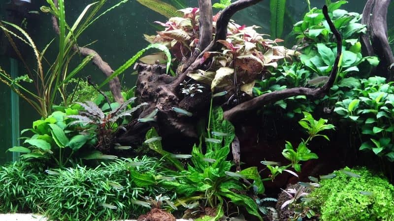 Manzanita Wood in Aquarium: All You Need to Know!