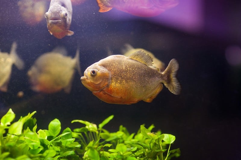 15 Most Aggressive Freshwater Aquarium Fish (Pictures)