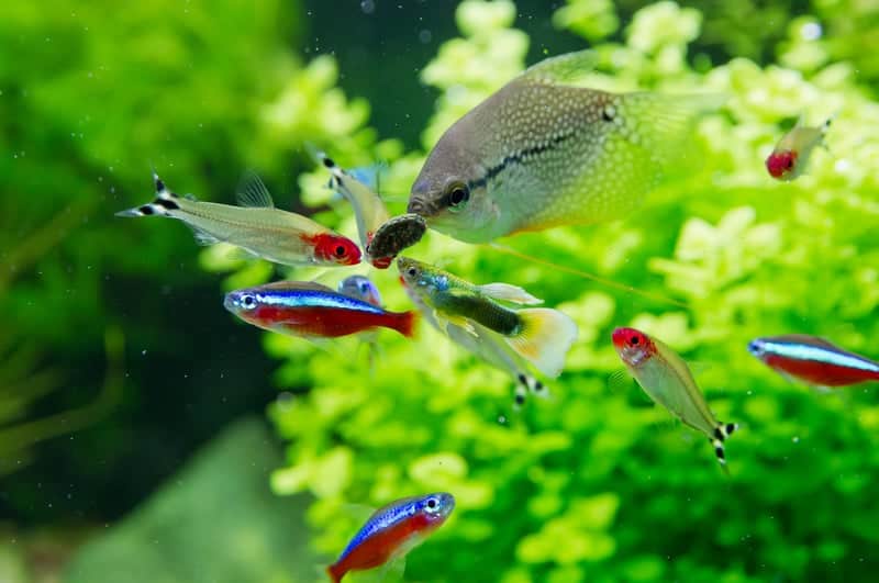 Top 14 Neon Tetra Tank Mates with Care Guide