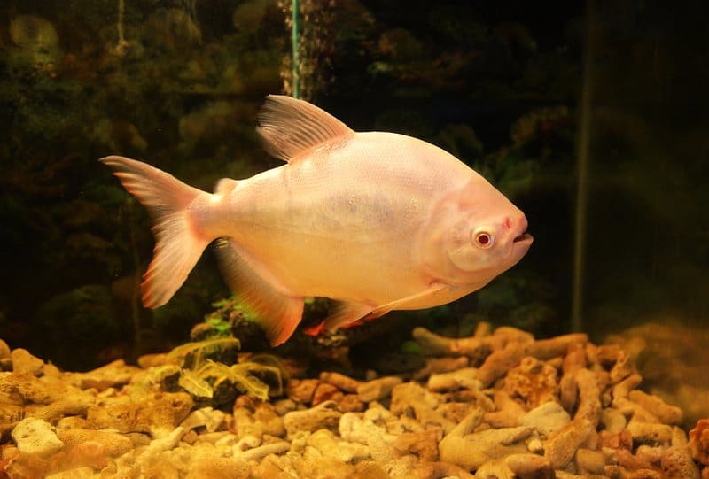 Pacu Vs. Piranha Fish: What’s The Difference?
