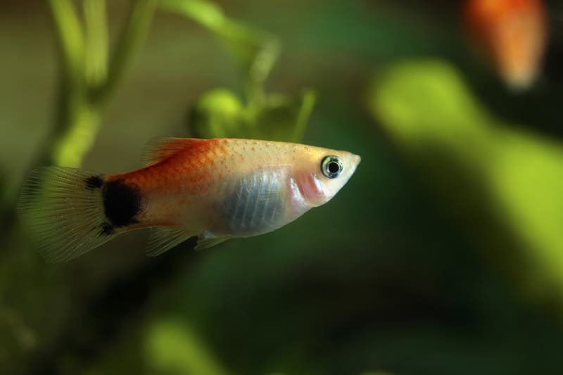 Are Platies Schooling Fish?