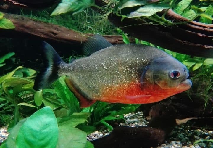 What do Piranhas Eat? (In Captivity, Rainforest)