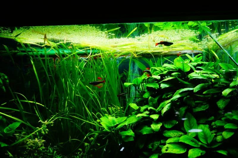 Duckweed in Aquarium: All You Need to Know!