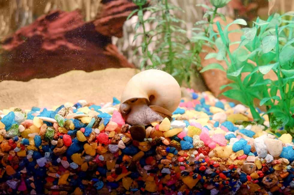 How to Tell if a Snail is Dead, For Sure - Fish Tank Master