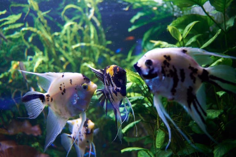 Are Angelfish Aggressive? (How to Reduce It?)