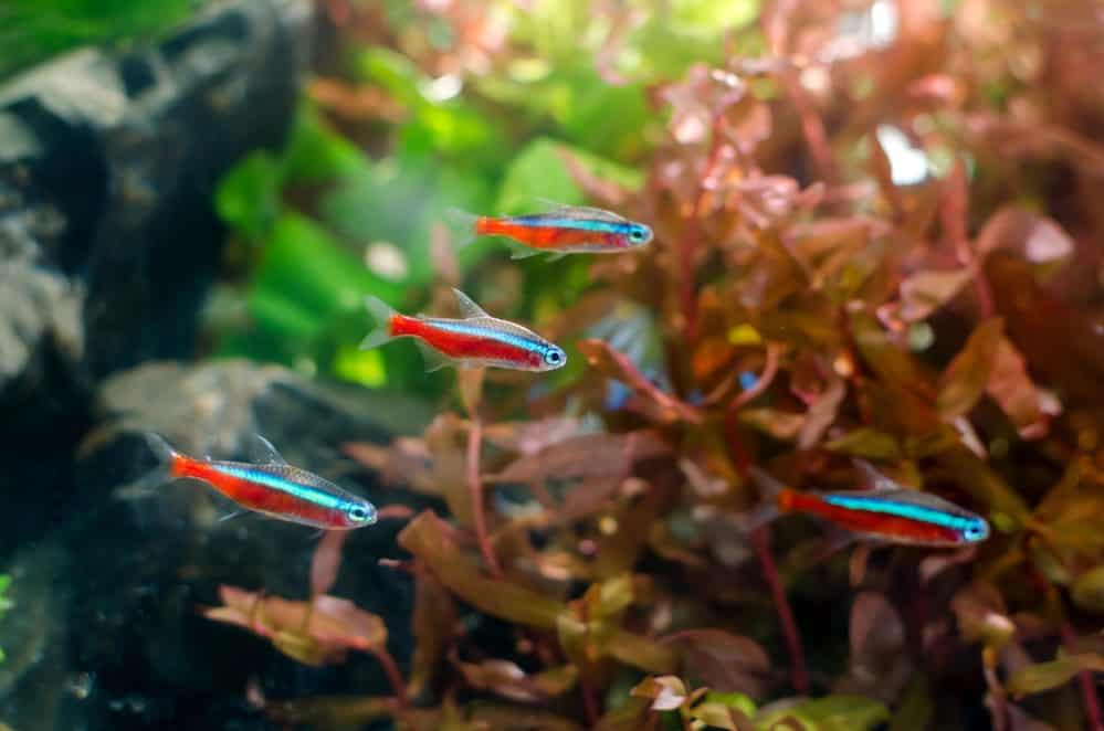 Can Neon Tetras Live with Goldfish?