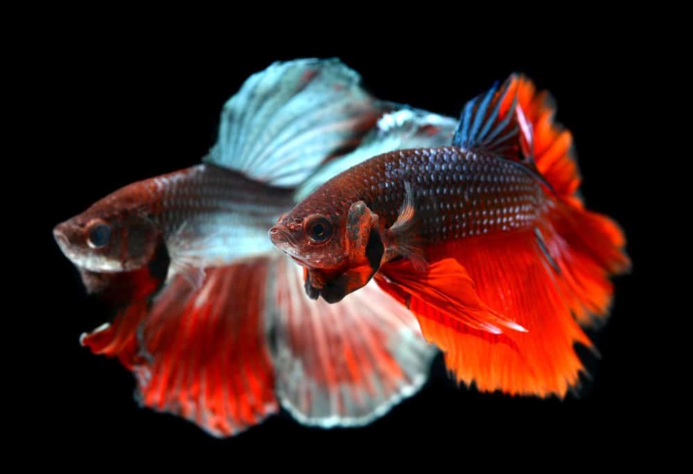 Betta Fish Flaring (All you Need to Know)