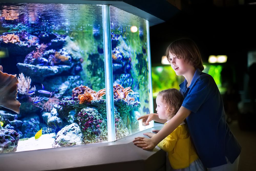 Acrylic vs Glass Aquarium: All You Need to Know!