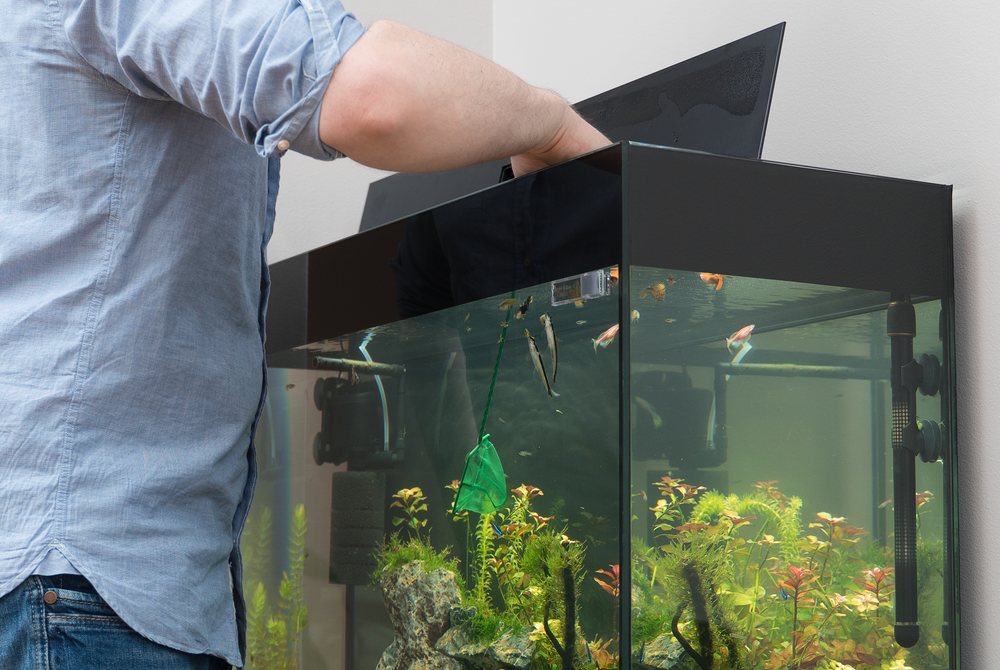 How Long Can a Fish Stay out of Water? - Fish Tank Master